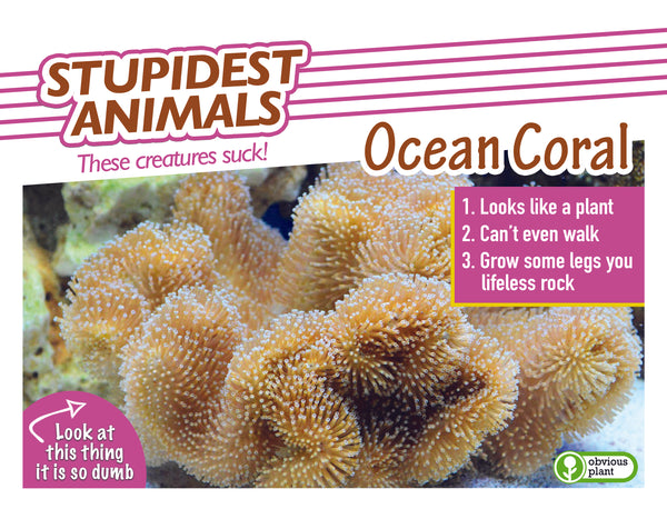 Stupidest Animals - 2025 Calendar