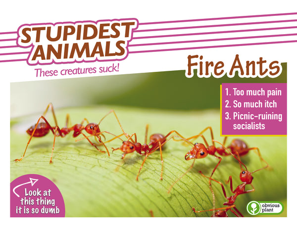 Stupidest Animals - 2025 Calendar