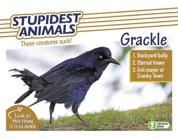 Stupidest Animals - 2026 Calendar